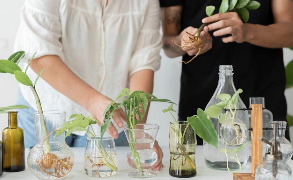 Biophilic Design in Various Disciplines